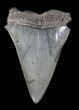 Large, Fossil Mako Shark Tooth - South Carolina #36737-1